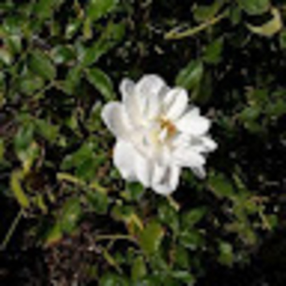 Meet your Posher, Maria - Picture 1 of 1